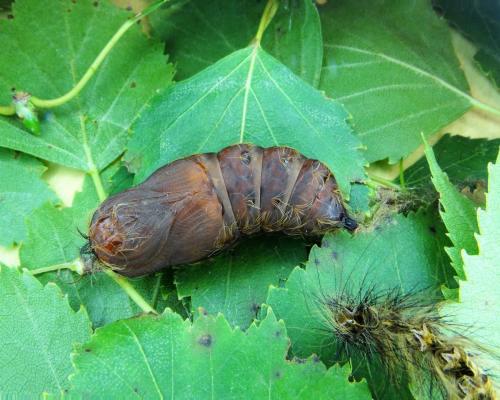 Lymantria dispar